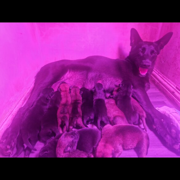 Belgian Shepherd Dog (Tervuren) - Both