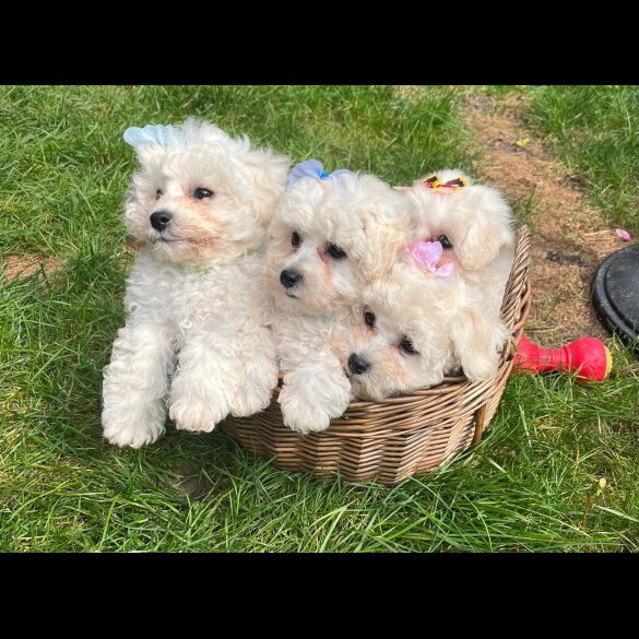 Bichon Frise - Both
