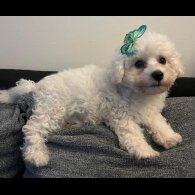 Bichon Frise - Both
