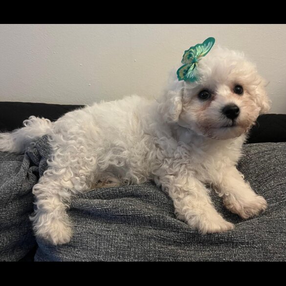 Bichon Frise - Both