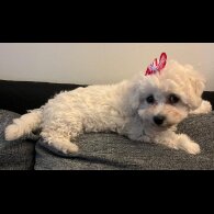 Bichon Frise - Both