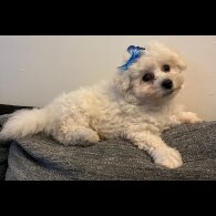 Bichon Frise - Both
