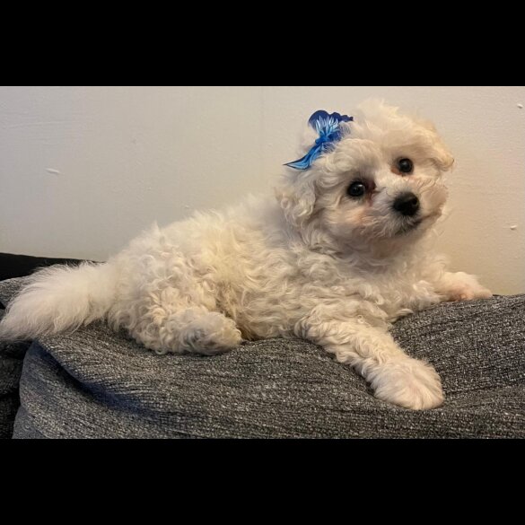 Bichon Frise - Both