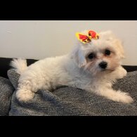 Bichon Frise - Both