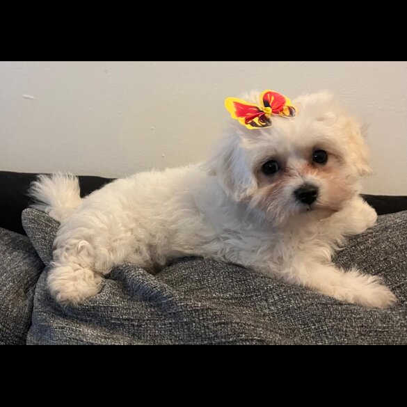 Bichon Frise - Both