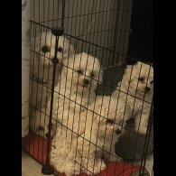 Bichon Frise - Both