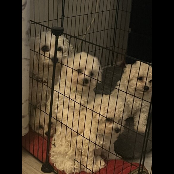 Bichon Frise - Both
