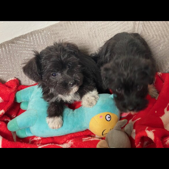 Bichon Frise - Both