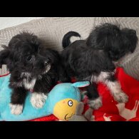 Bichon Frise - Both