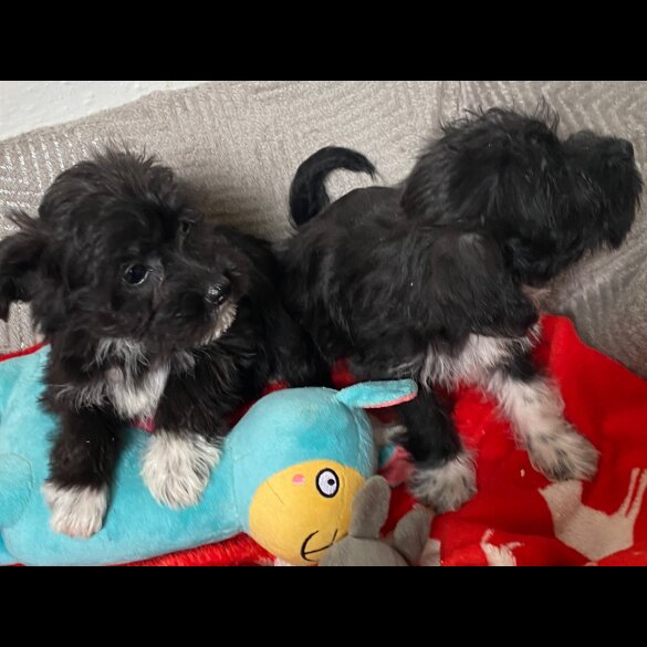 Bichon Frise - Both