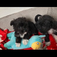 Bichon Frise - Both