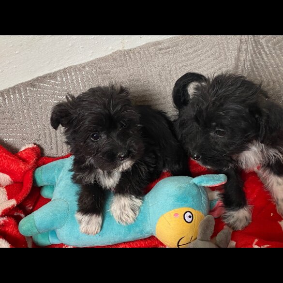 Bichon Frise - Both