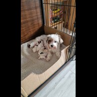 Biewer Terrier - Both