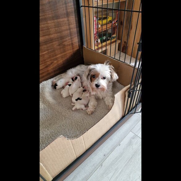 Biewer Terrier - Both