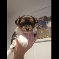 Yorkshire Terrier - Both