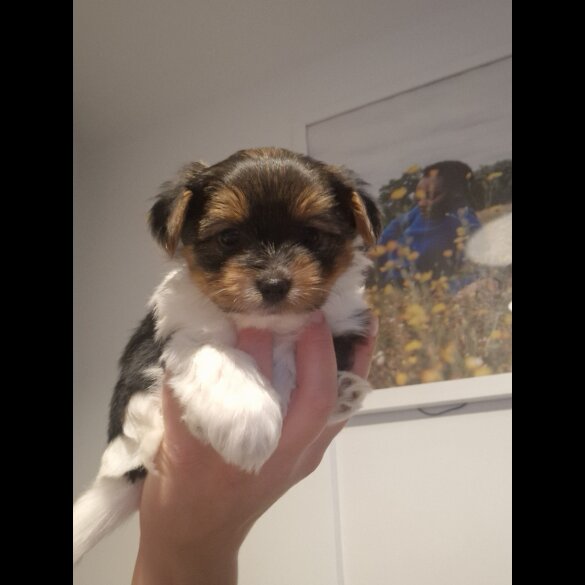 Yorkshire Terrier - Both