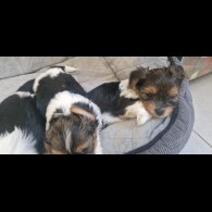 Yorkshire Terrier - Both