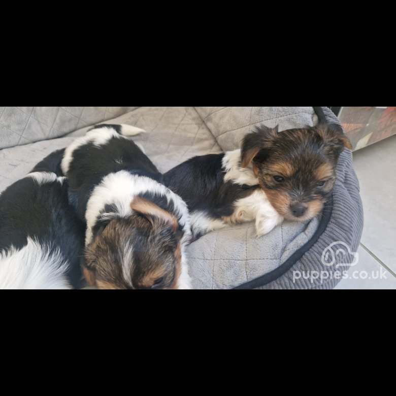 Our generation yorkshire terrier pup 2025