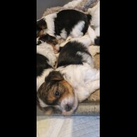 Yorkshire Terrier - Both