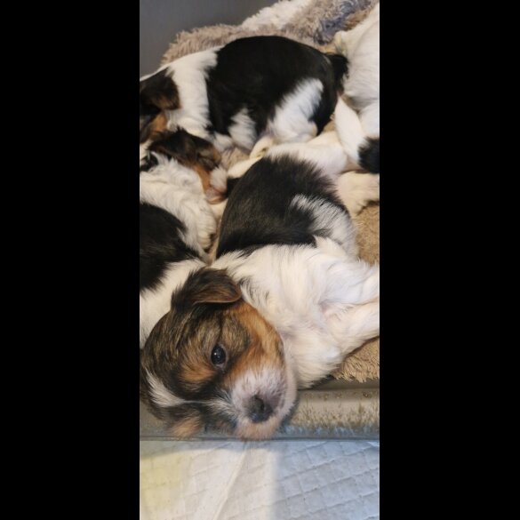 Yorkshire Terrier - Both