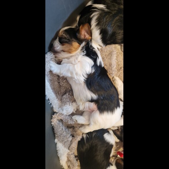 Yorkshire Terrier - Both