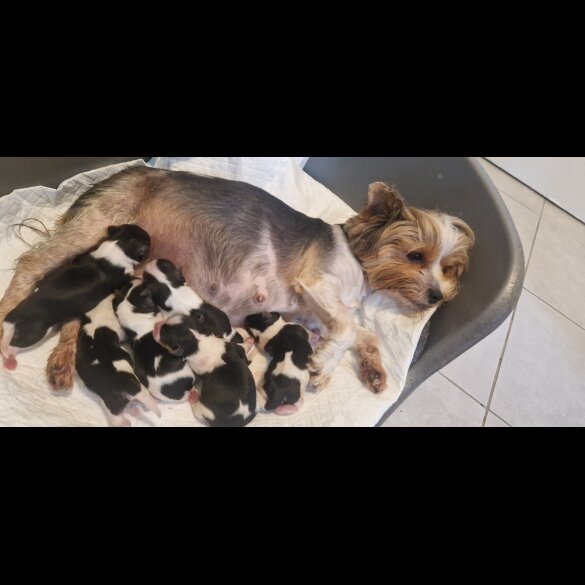 Yorkshire Terrier - Both