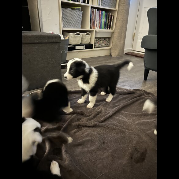 Border Collie - Both