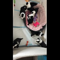 Border Collie - Both