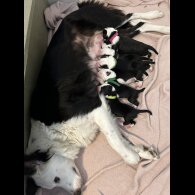 Border Collie - Both