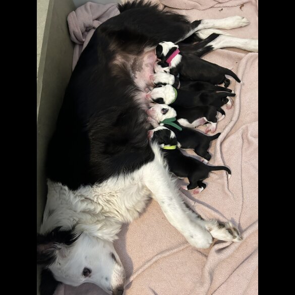 Border Collie - Both