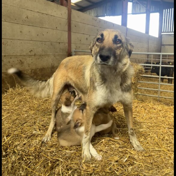 Border Collie - Both