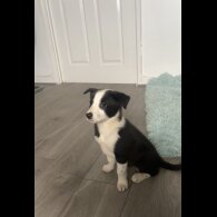 Border Collie - Bitches