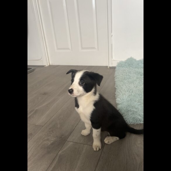 Border Collie - Bitches