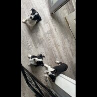 Border Collie - Bitches