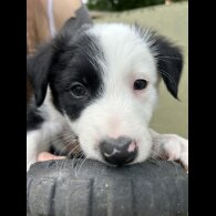 Border Collie - Both