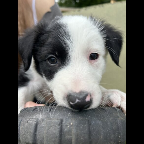 Border Collie - Both