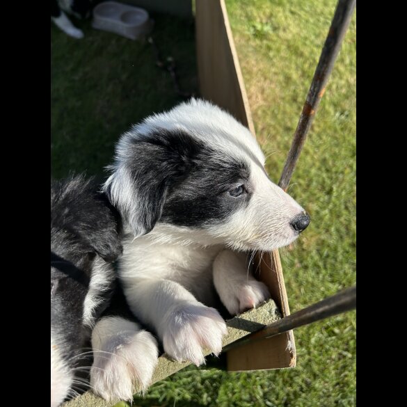 Border Collie - Both