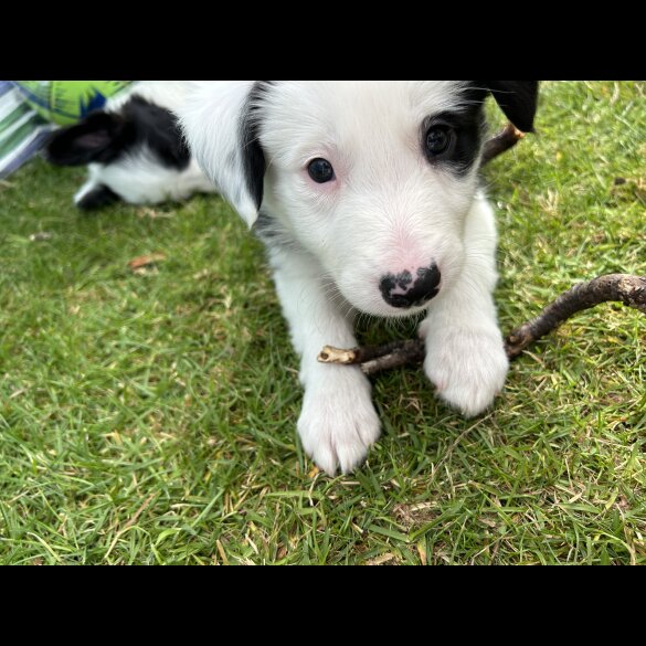 Border Collie - Both