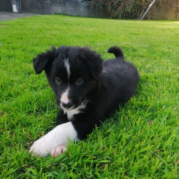 Border Collie - Both