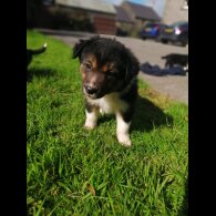 Border Collie - Both