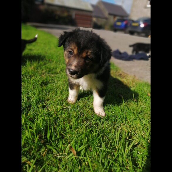 Border Collie - Both