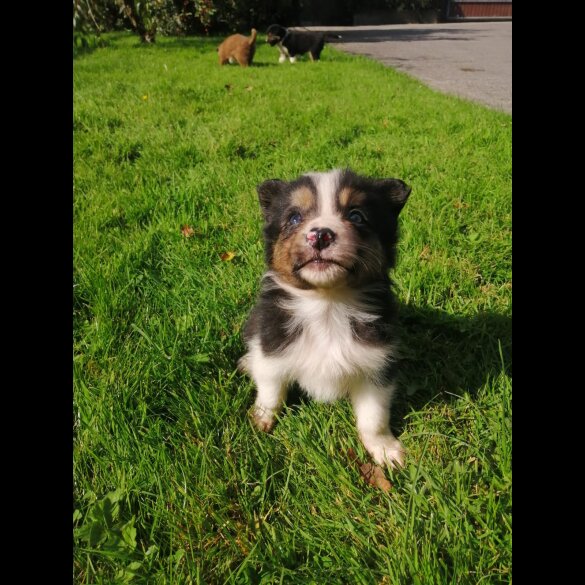 Border Collie - Both