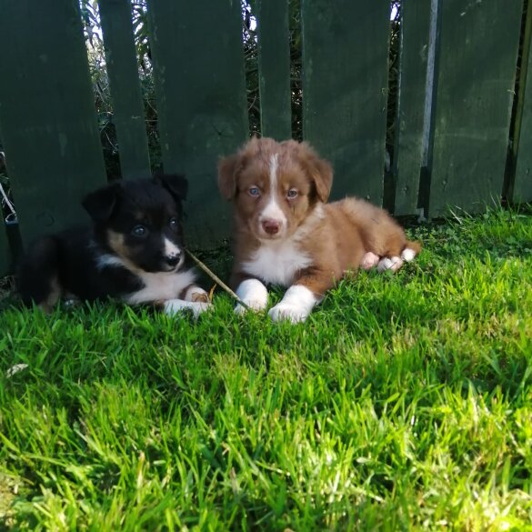 Border Collie - Both