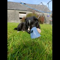 Border Collie - Both