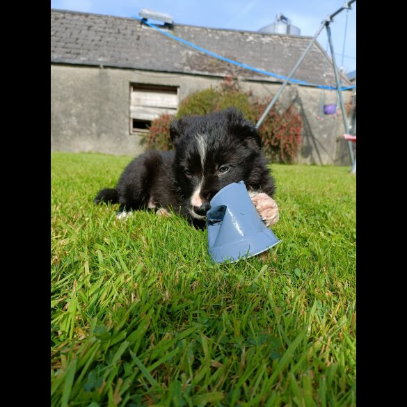 Border Collie - Both