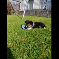 Border Collie - Both