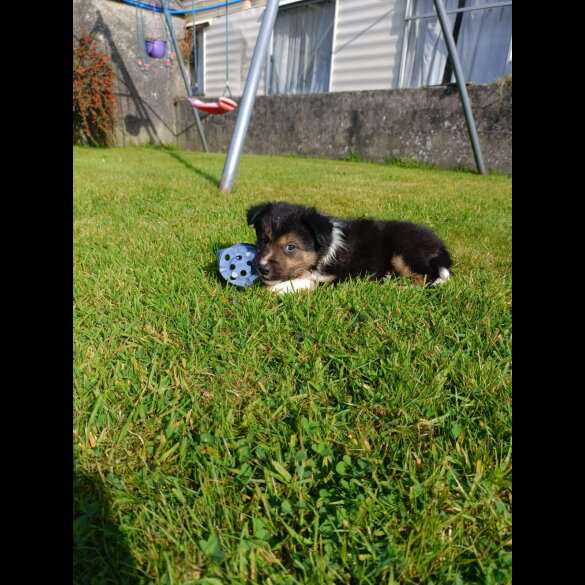 Border Collie - Both