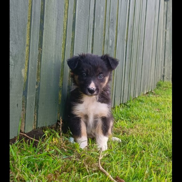 Border Collie - Both