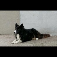 Border Collie - Both