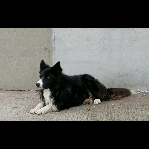 Border Collie - Both
